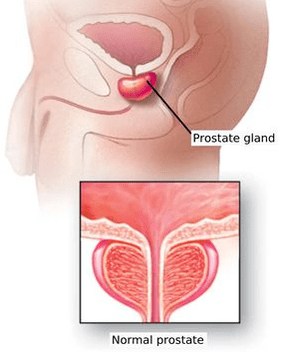 Struttura schematica della prostata maschile